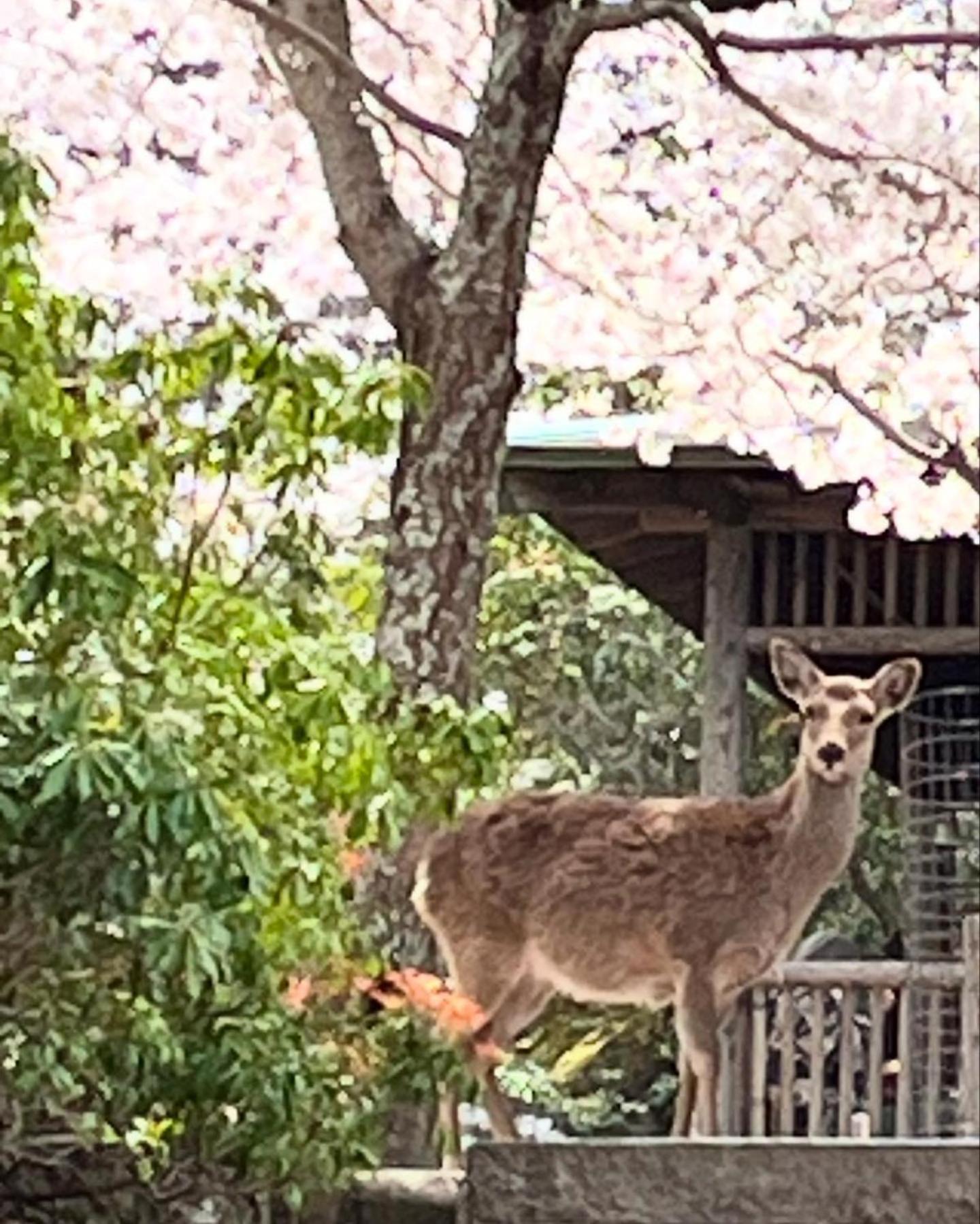 宮島 町家宿 進龍庵 Хатсукаичи Екстериор снимка